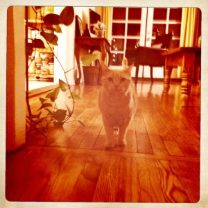 Otis, Forever